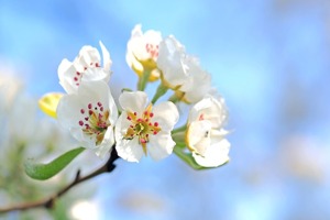 兰芝面膜怎么样